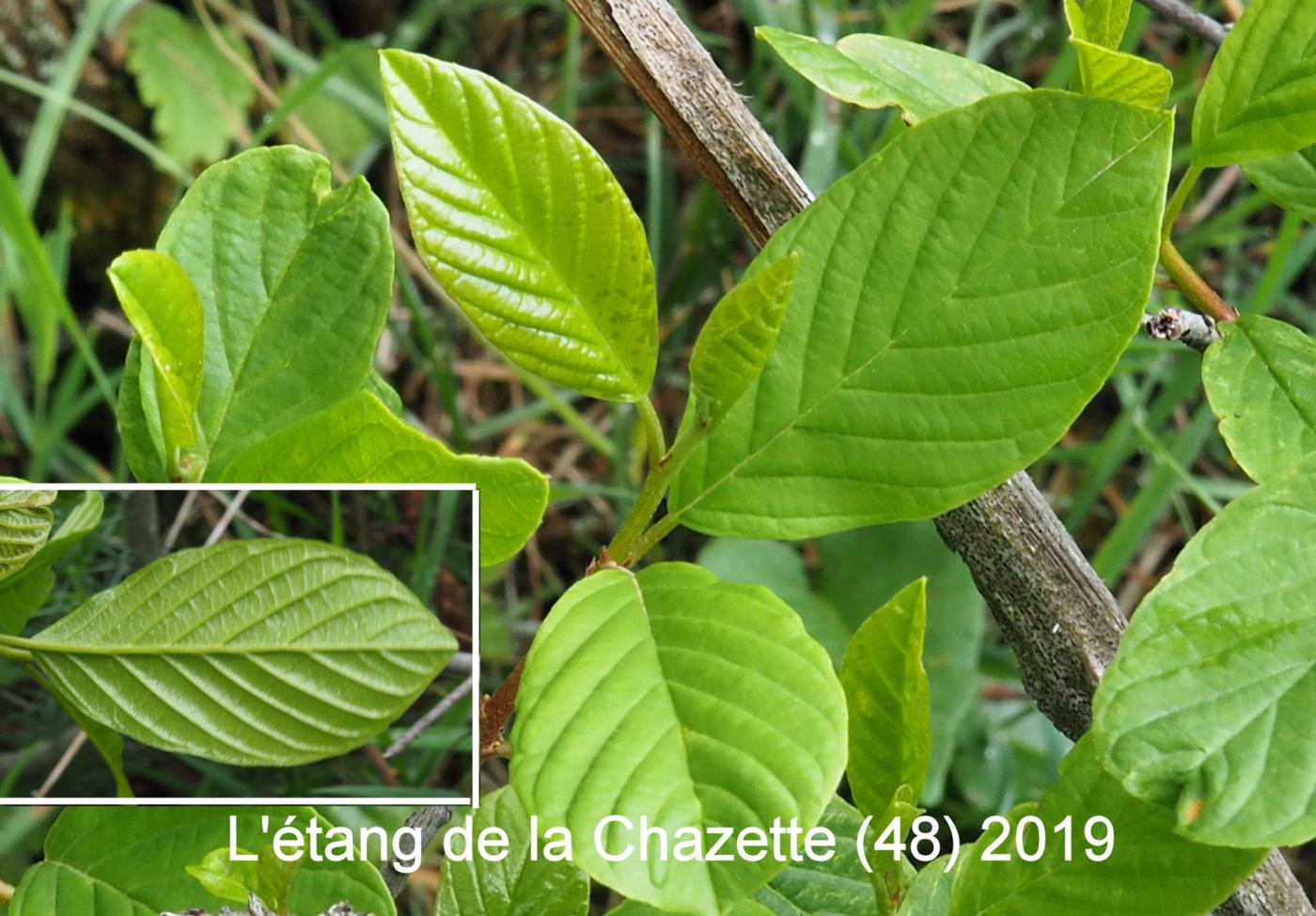 Alder Buckthorn leaf